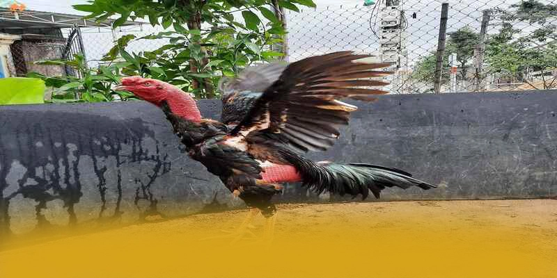 Gioi thieu W88 - Cong ca cuoc pho bien nhat tai Viet Nam